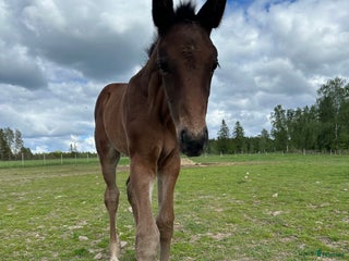 hästar Hingst e Fetcher N i Tranås - Annons 12