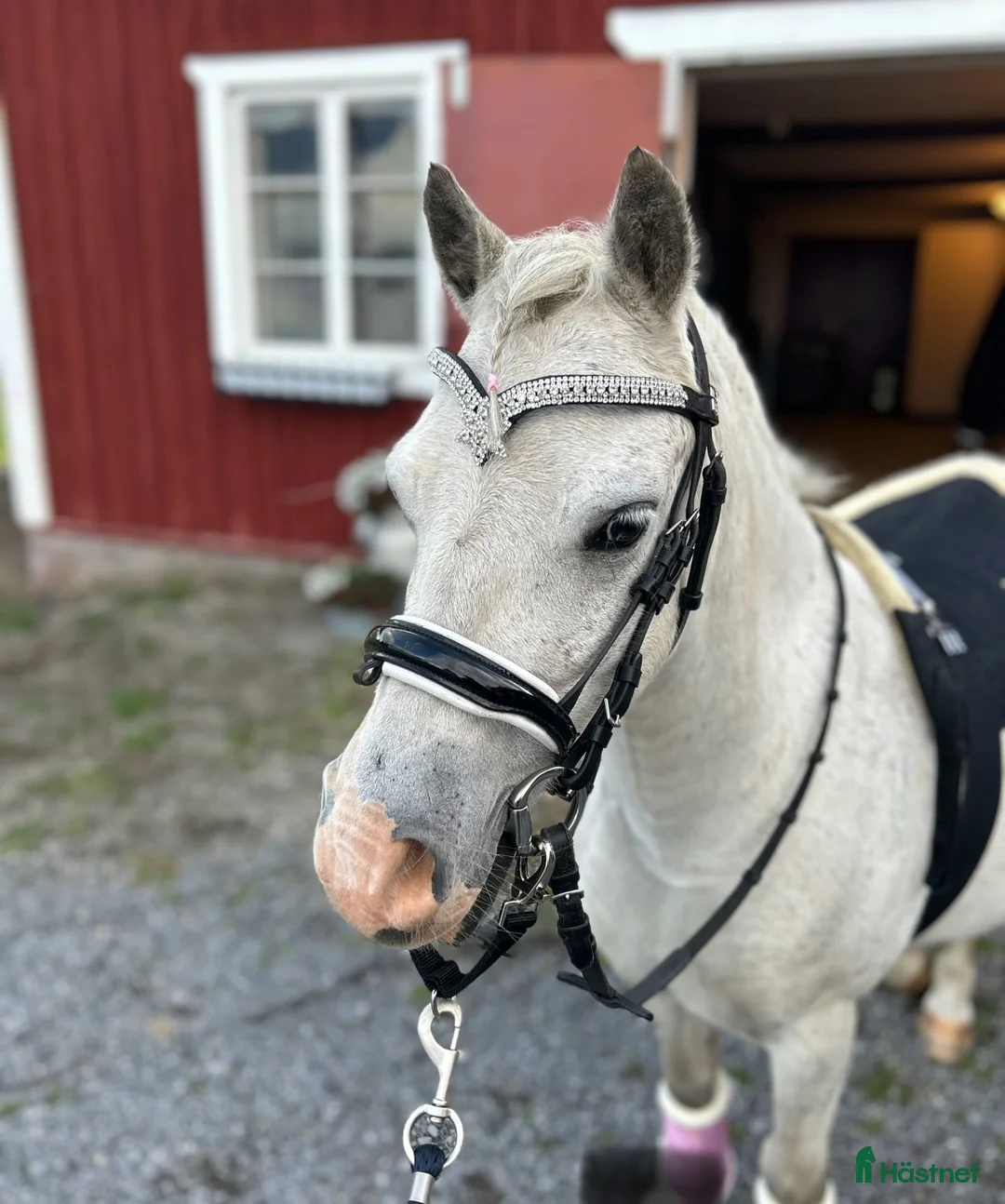 Allround hästar till salu: Magiskt vacker kille.  i Hammerdal - Annons 3