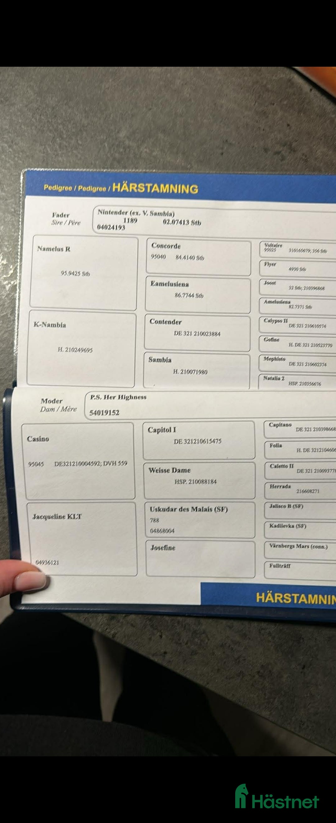 Avelshästar hästar till salu: 7 årigt sto med hoppstam  i Kallinge - Annons 4