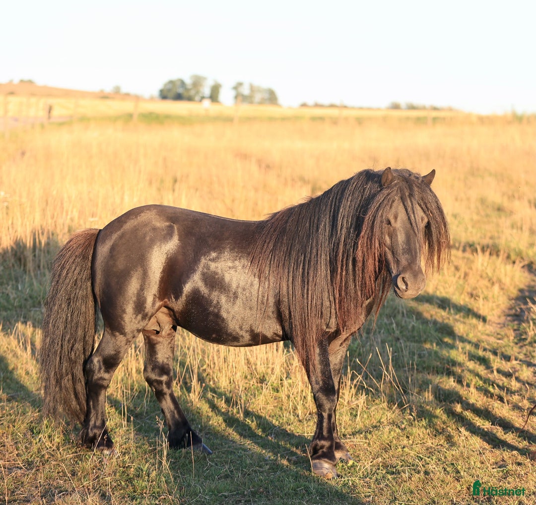 Avelshästar hästar till salu: Avelshingst shetlandsponnyn  i Falköping - Annons 4