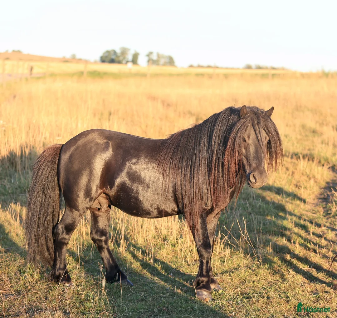 Avelshästar hästar till salu: Avelshingst shetlandsponnyn  i Falköping - Annons 4