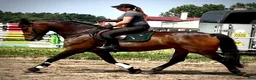 Allround hästar till salu: Top Quality and  Pleasant 8 yo mare-Salwinia  - Annons 7