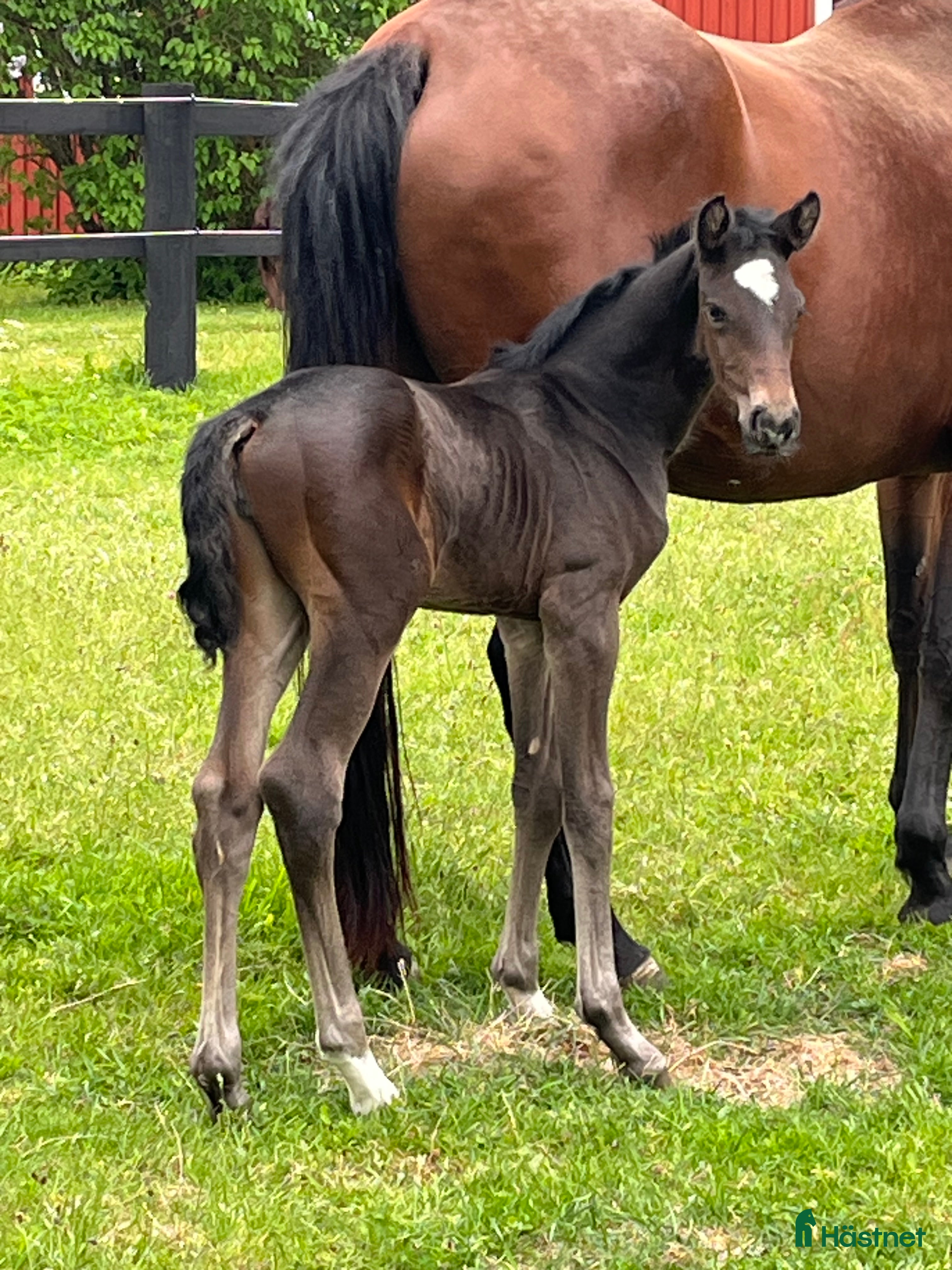  hästar Sto för embryotransfer  i Vimmerby - Annons 1