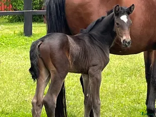 hästar Sto för embryotransfer i Vimmerby - Annons 1