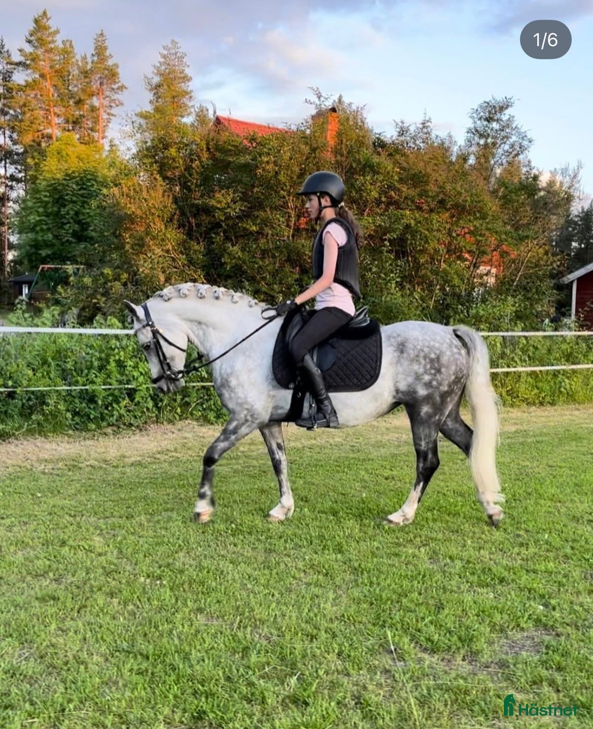  hästar Underbar familjeponny i Boliden - Annons 2