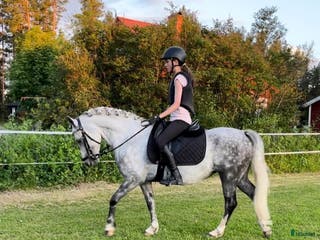 hästar Underbar familjeponny i Boliden - Annons 6