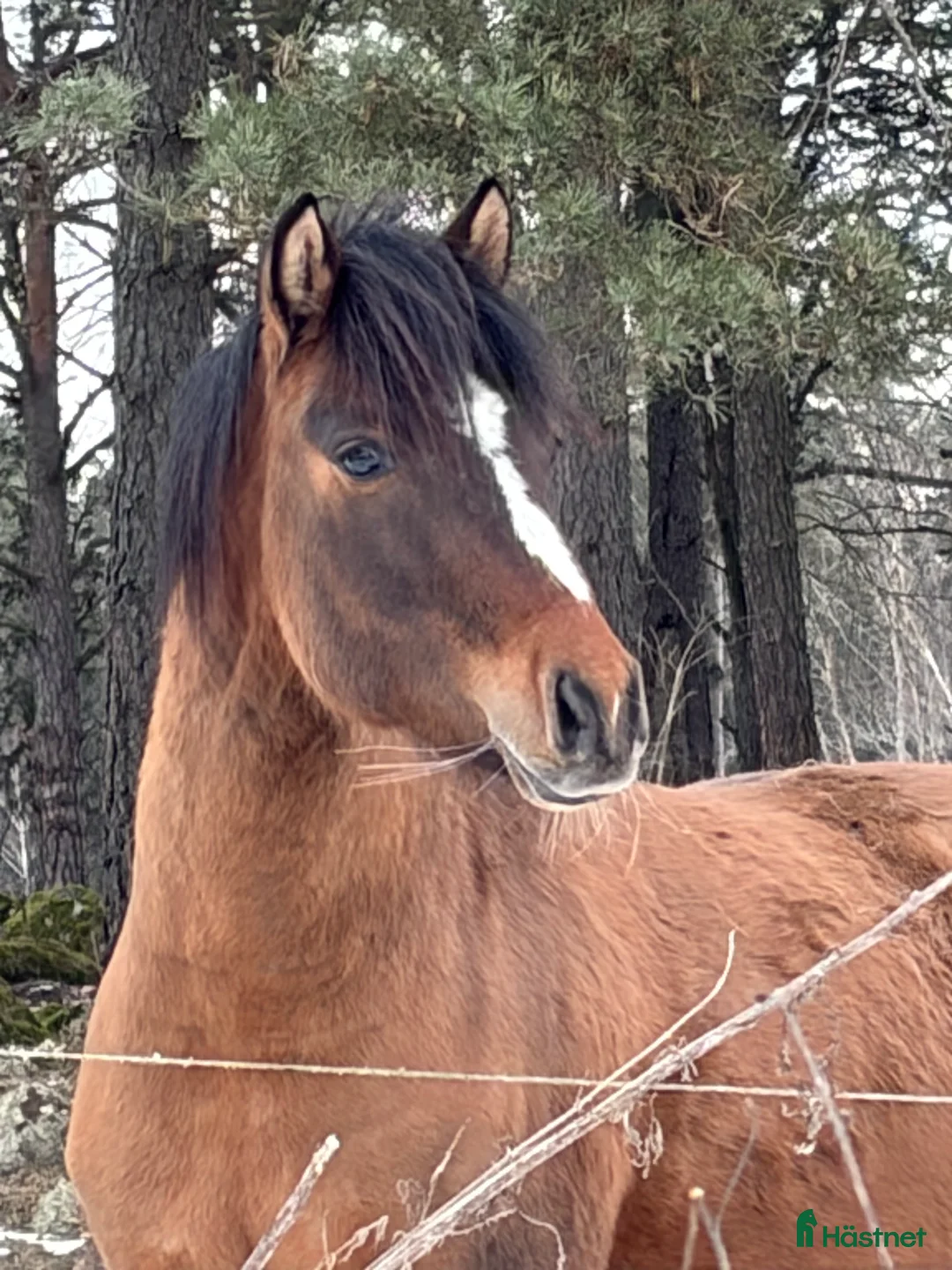 Hoppning hästar till salu: Delikat, charmig , Trevlig ponnykille  - Annons 1