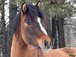 hästar Delikat, charmig , Trevlig ponnykille - Annons 1