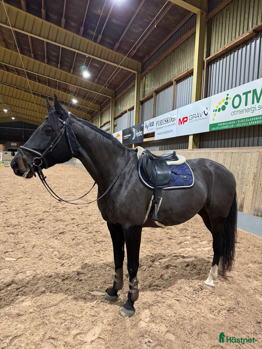 Hoppning hästar till salu: Sto med kapacitet i Vimmerby - Annons 3