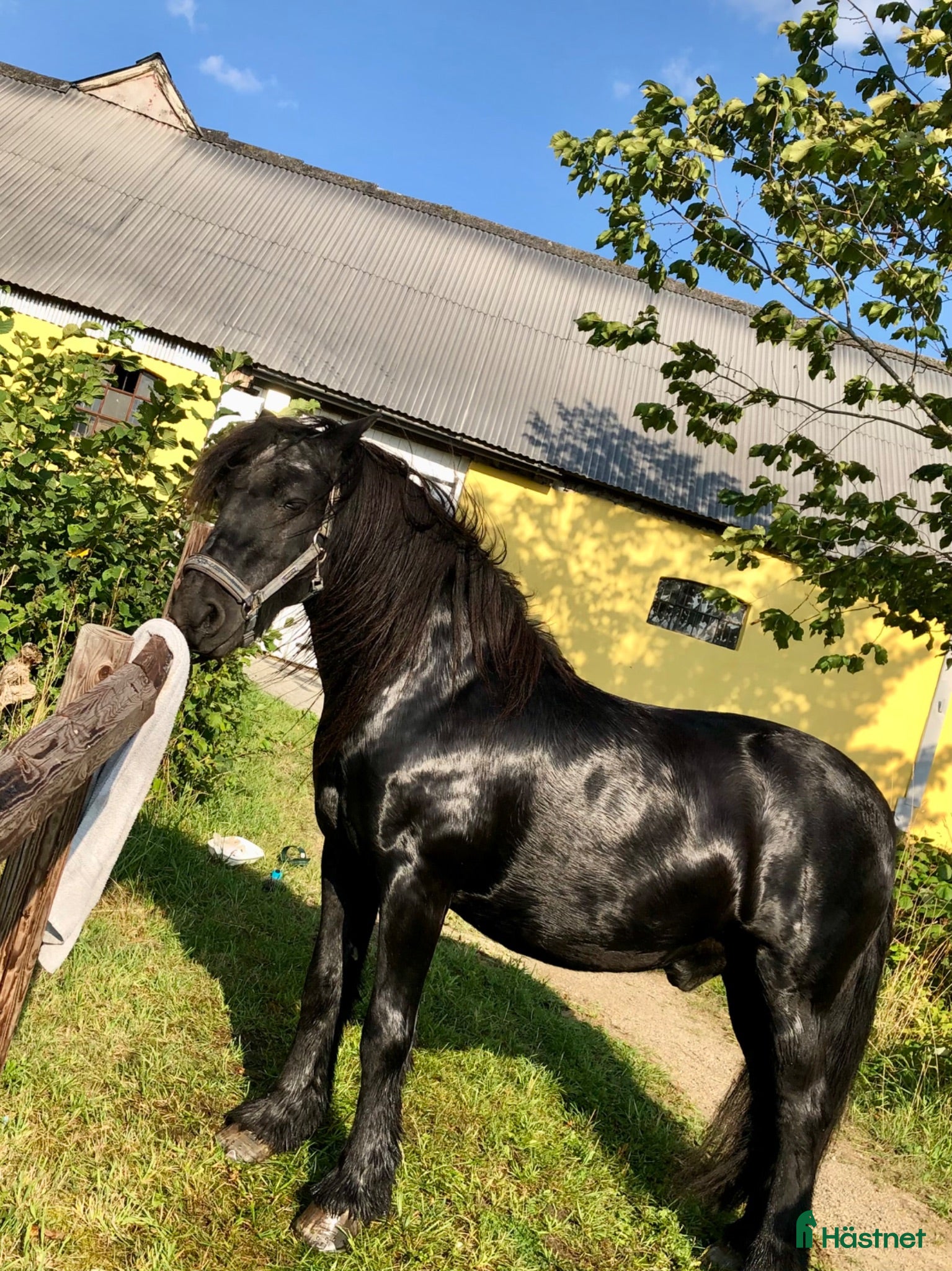  hästar Trygg och snäll fellponny söker nytt hem - Annons 2