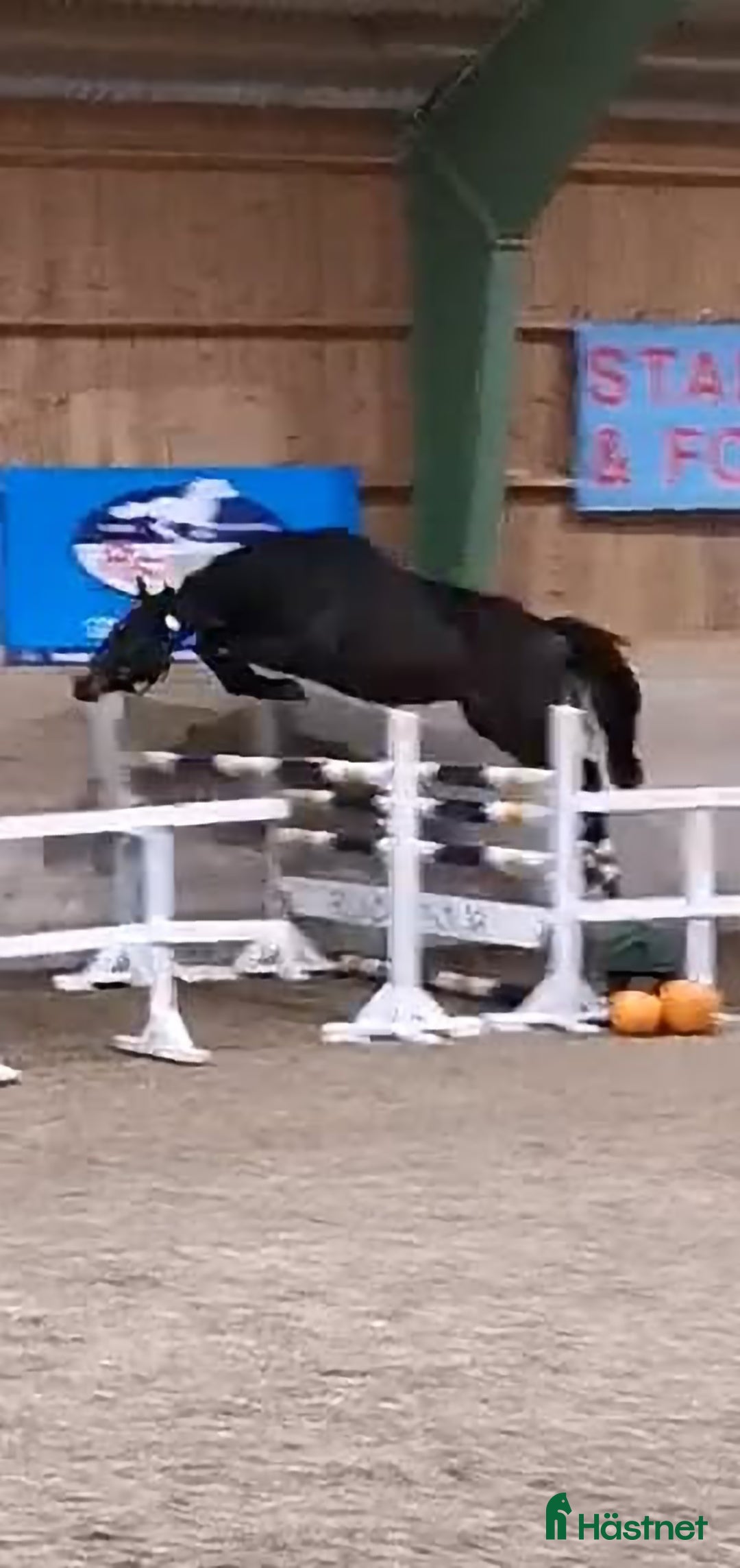 Hoppning hästar till salu: Tömkörd longerad köshoppad i Vintrosa - Annons 1