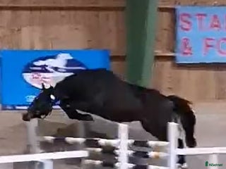 hästar Tömkörd longerad köshoppad i Vintrosa - Annons 12