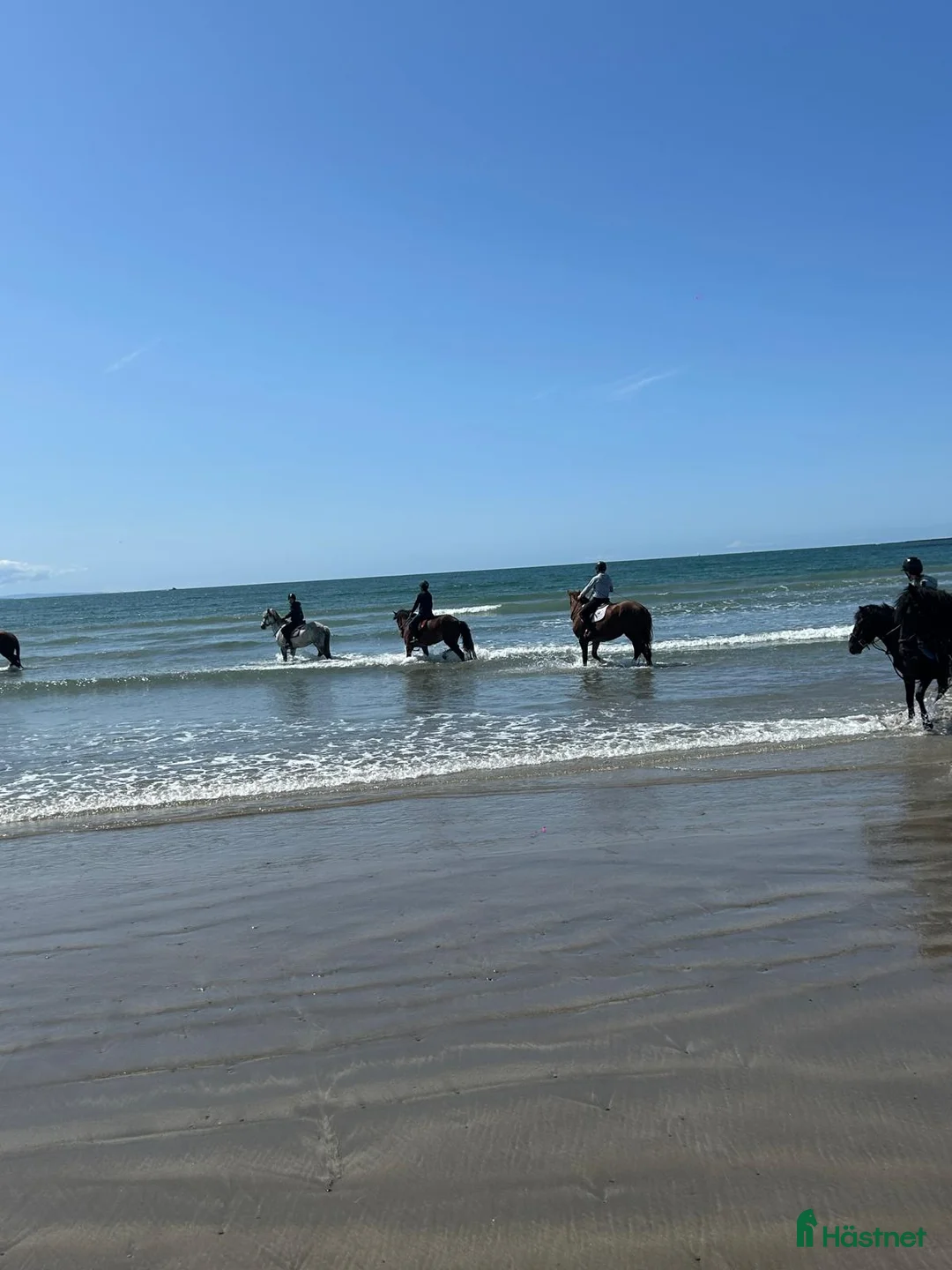 Dressyr hästar till salu: Equestrian holiday in Ireland  - Annons 14