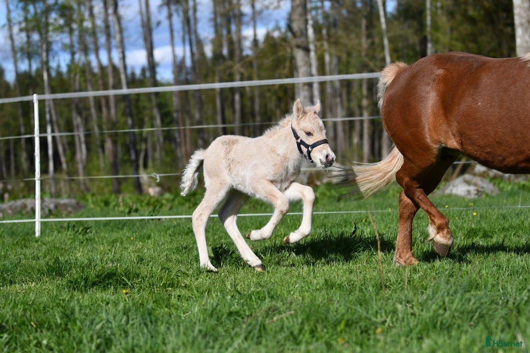 Island hästar till salu: Fantastisk unghingst med potential för sport &avel i Tranås - Annons 13