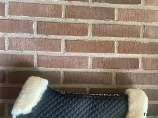 Sadeltillbehör hästutrustning Genuine sherpa sadel padd - Annons 1