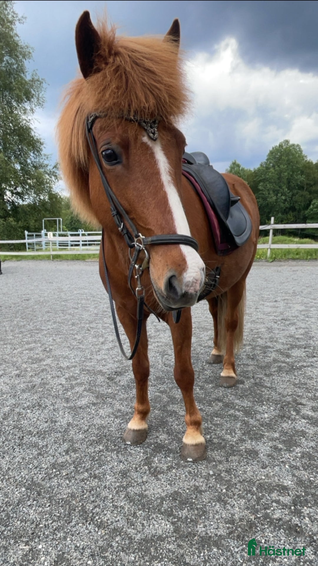 Galleribild {{count}}