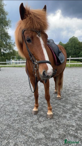 Galleribild {{count}}