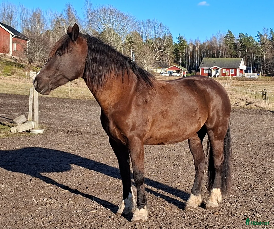Allround hästar till salu: Super snäll och snyggt kallbodsto - Annons 2