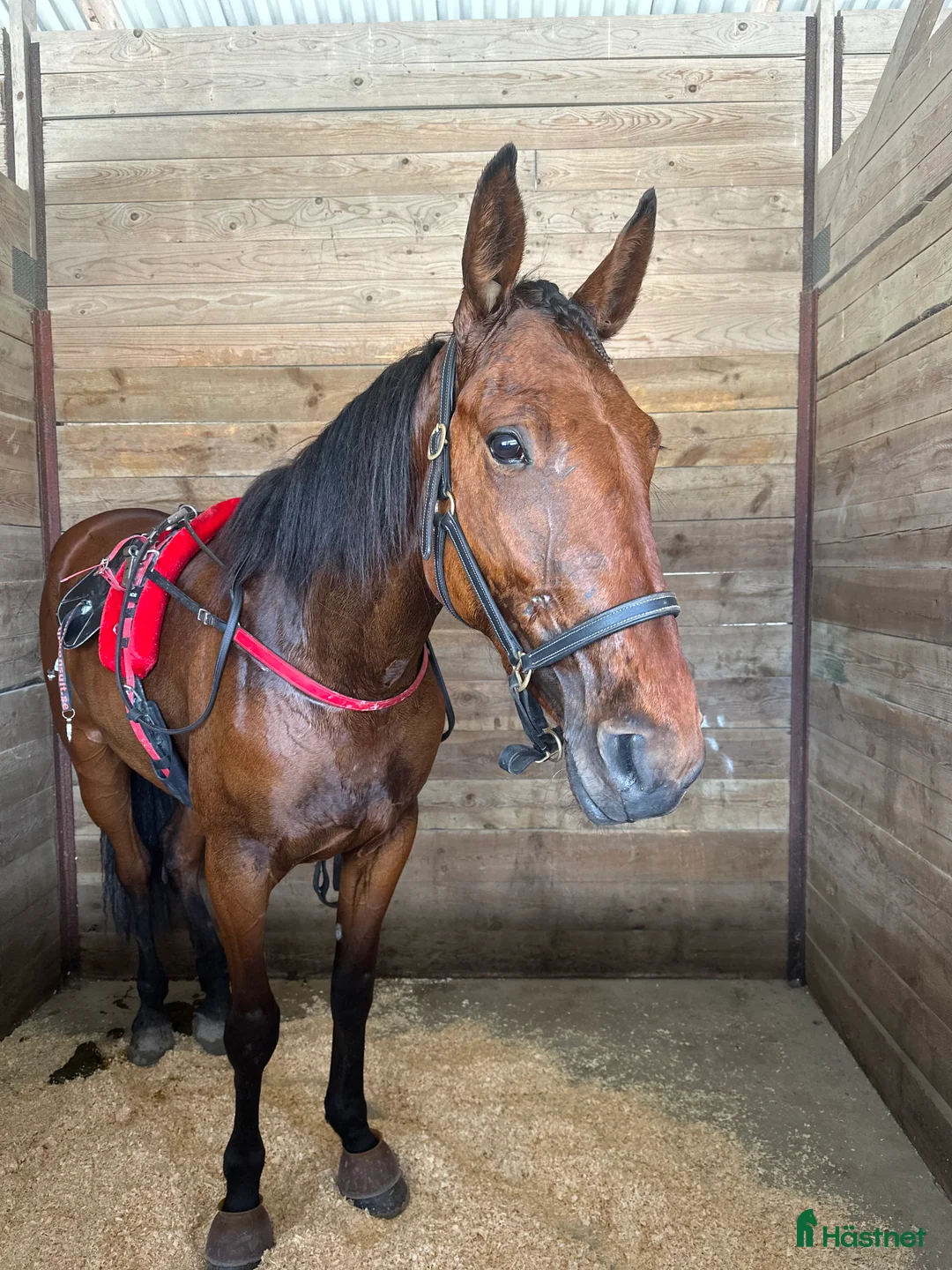 Allround hästar till salu: Snäll tjej till ridning - Annons 1