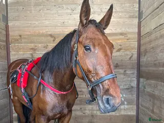 hästar Snäll tjej till ridning - Annons 17