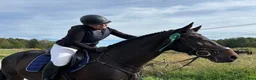 Allround hästar till salu: Snygg och personlig häst för träning och tävling  i Ekerö - Annons 7