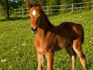 hästar Hoppstammade föl - Annons 2