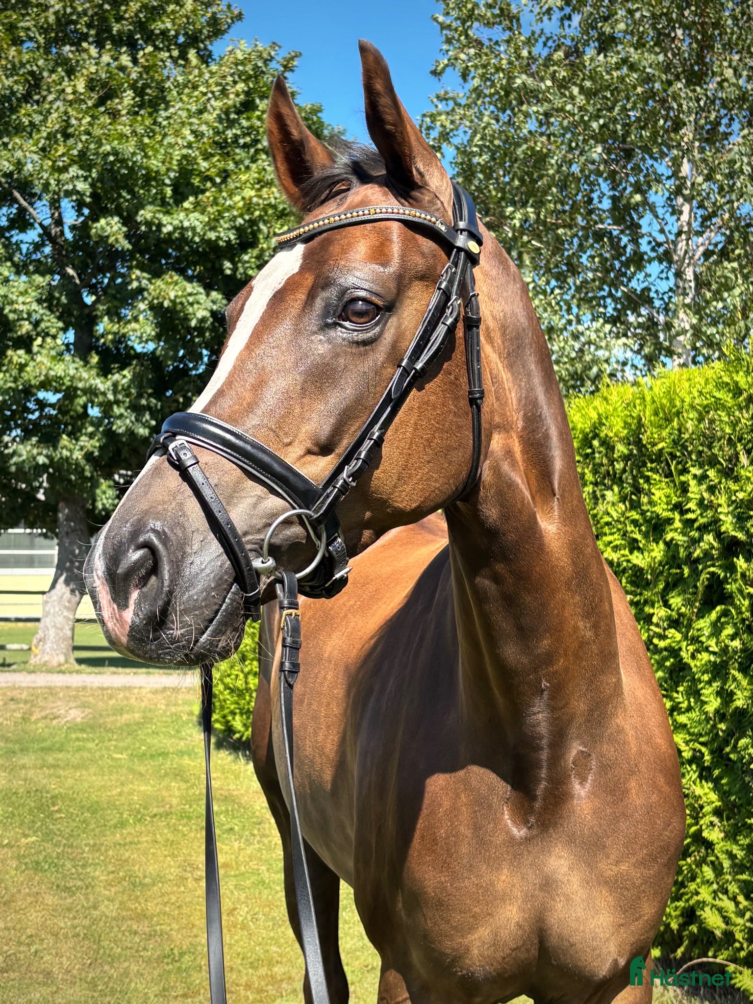  hästar 7 årigt sto efter Bon Coeur - Annons 5