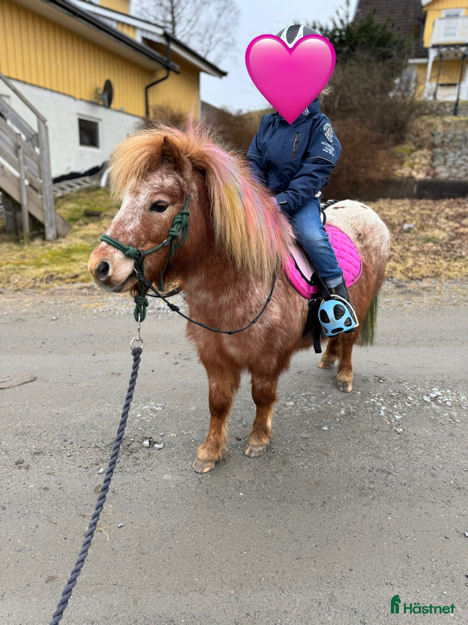  hästar Rolig minikille i Nygård - Annons 21