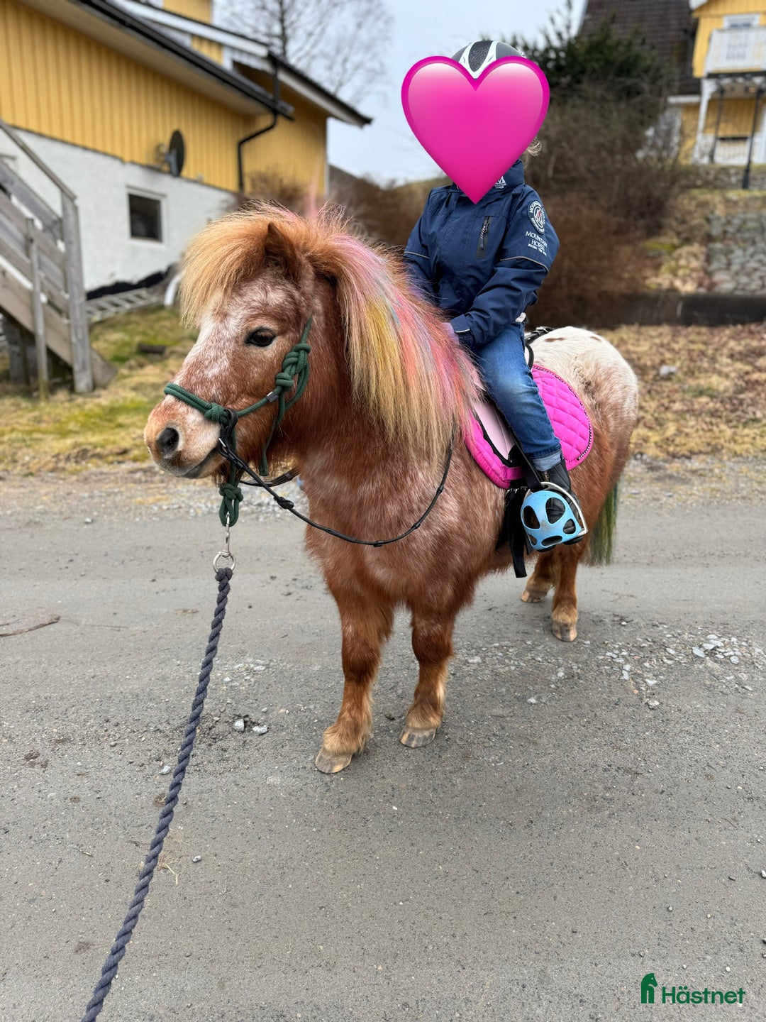 Allround hästar till salu: Rolig minikille i Nygård - Annons 1