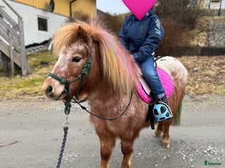 hästar Rolig minikille i Nygård - Annons 15