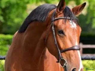 hästar Trevlig & välriden valack för allround/verksamhet - Annons 3