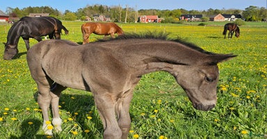  hästar i Sölvesborg - Annons 14
