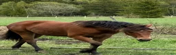 Allround hästar till salu: Ungsto, korsning appaloosa och kallblodstravare - Annons 4