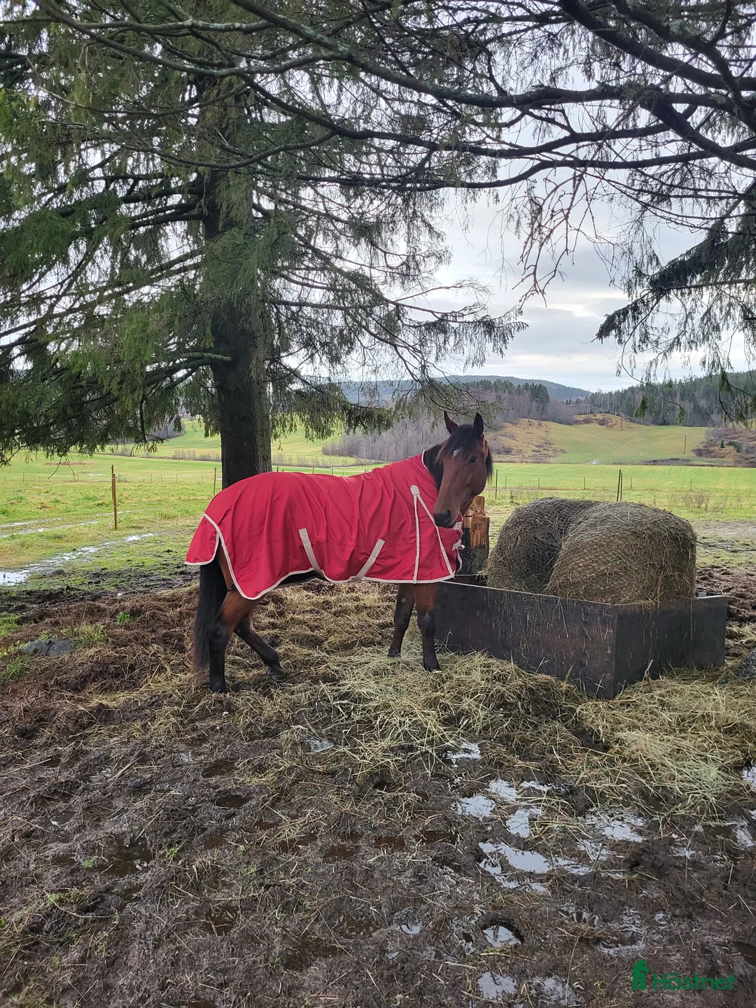 Allround hästar till salu: Sto, varmblodstravare i Bjästa - Annons 1