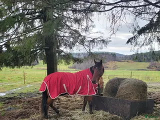hästar Sto, varmblodstravare i Bjästa - Annons 3