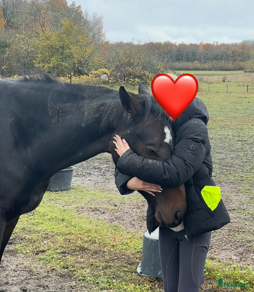 Hoppning hästar till salu: 4-åring med potential - Annons 2