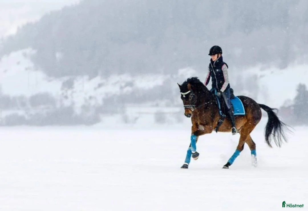 Allround hästar till salu: Den roliga ponnyn du kan göra allt med! - Annons 3