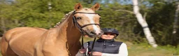 Dressyr hästar till salu: Toppklassigt dressyr sto 🐴 - Annons 3
