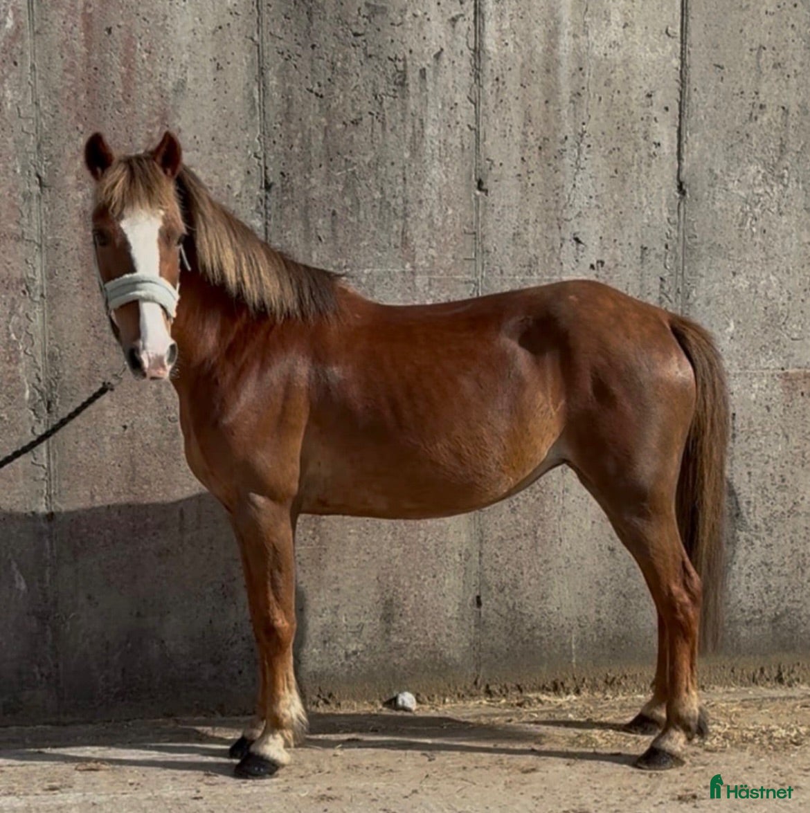  hästar Irish riding ponies  - Annons 1