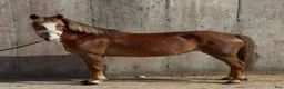 Allround hästar till salu: Irish riding ponies  - Annons 1
