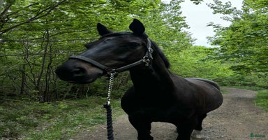  hästar i Torslanda - Annons 11