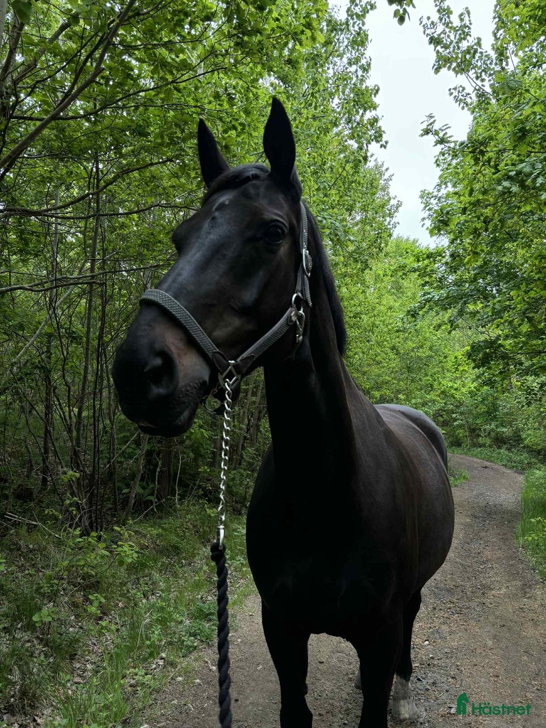 Dressyr hästar till salu: Vackert sto för lättare ridning.  i Torslanda - Annons 2