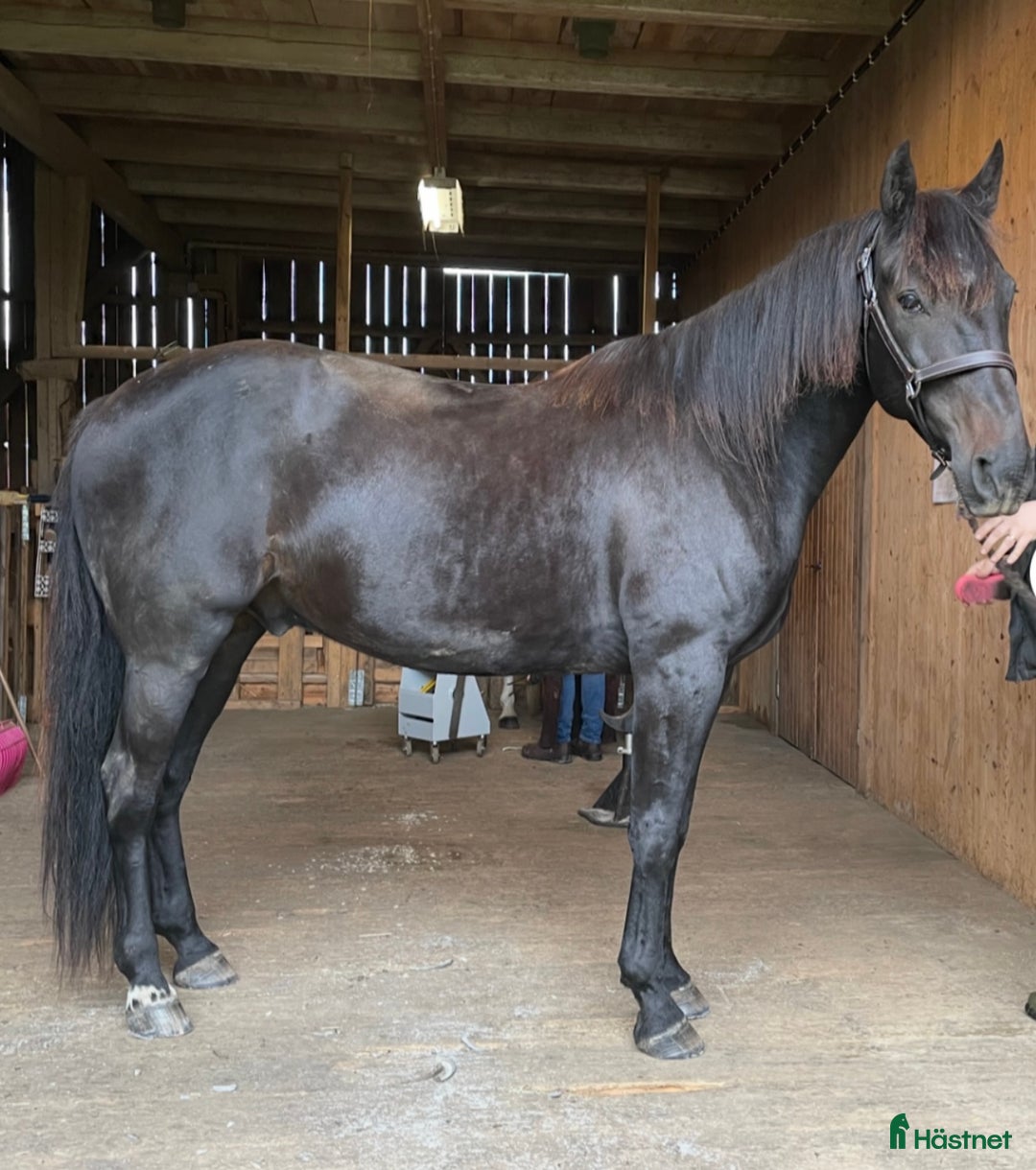 Allround hästar till salu: Snäll valack *RESERVERAD* i Arboga - Annons 3