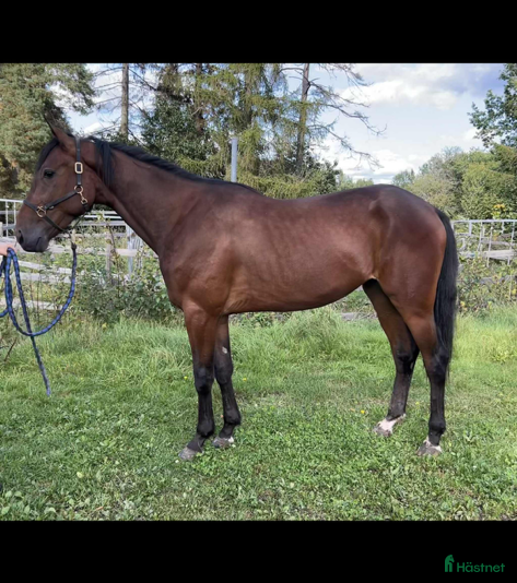  hästar Blivande stjärna! - Annons 2