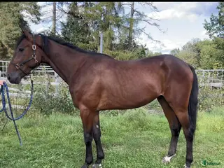 hästar Blivande stjärna! - Annons 2