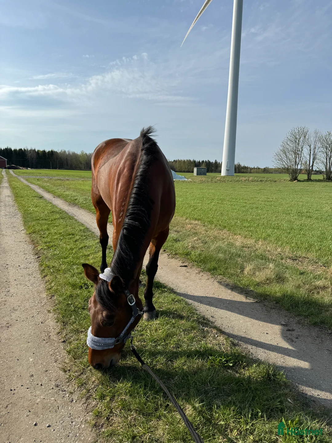 Allround hästar till salu: Maxad D-ponny söker nytt hem! - Annons 4