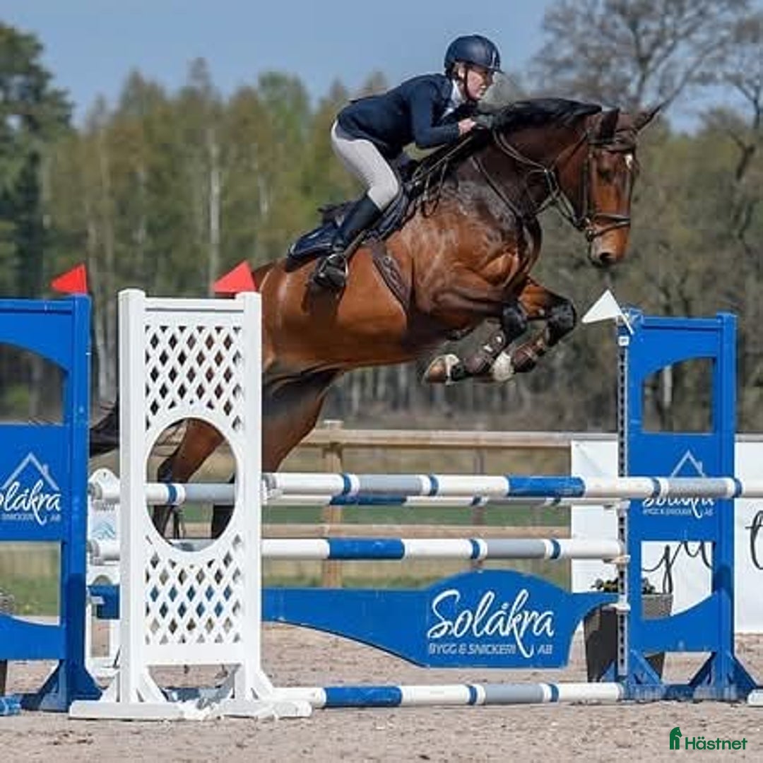 Hoppning hästar till salu: Hopphäst  i Landvetter - Bild 9