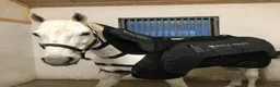 Täcken hästutrustning till salu: Muscle Therapy Equine massagetäcke  i Östhammar - Annons 2