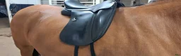 Sadlar hästutrustning till salu: Bates Inova dressyrsadel  i Tygelsjö - Annons 2
