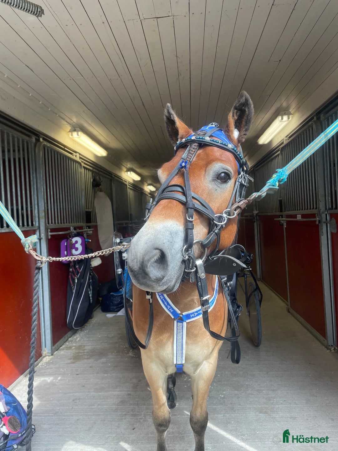 Trav hästar till salu: Social ponnytravare  i Domsjö - Annons 2